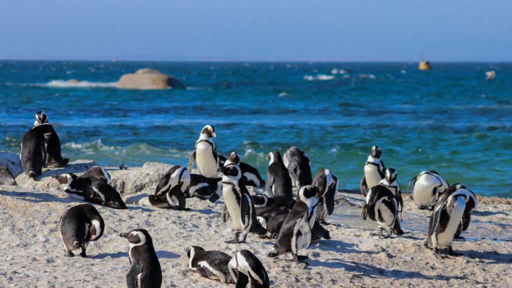 Cape Town South Africa Penguins wildlife