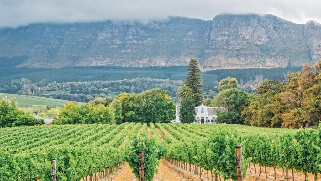 Cape Town South Africa Vineyards wine tasting