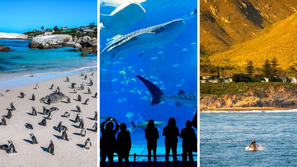 Cape Town South Africa Boulders Beach penguins two oceans aquarium hermanus whale