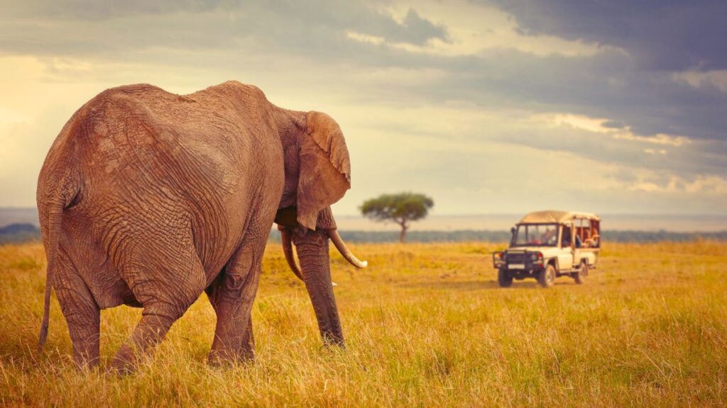 Visit Kenya Ultimate Itinerary Maasai Mara Safari