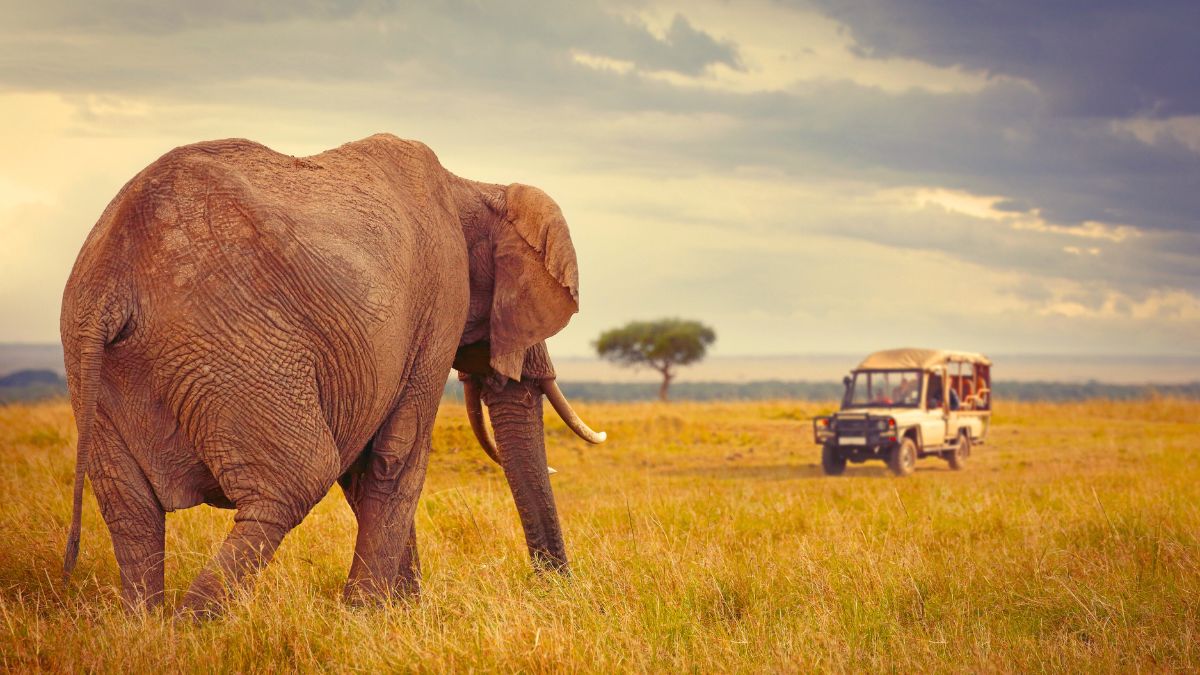 Visit Kenya Ultimate Itinerary Maasai Mara Safari