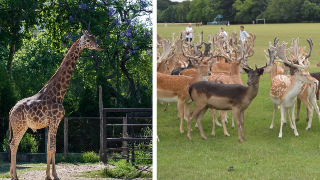 Besuchen Sie Phoenix Park