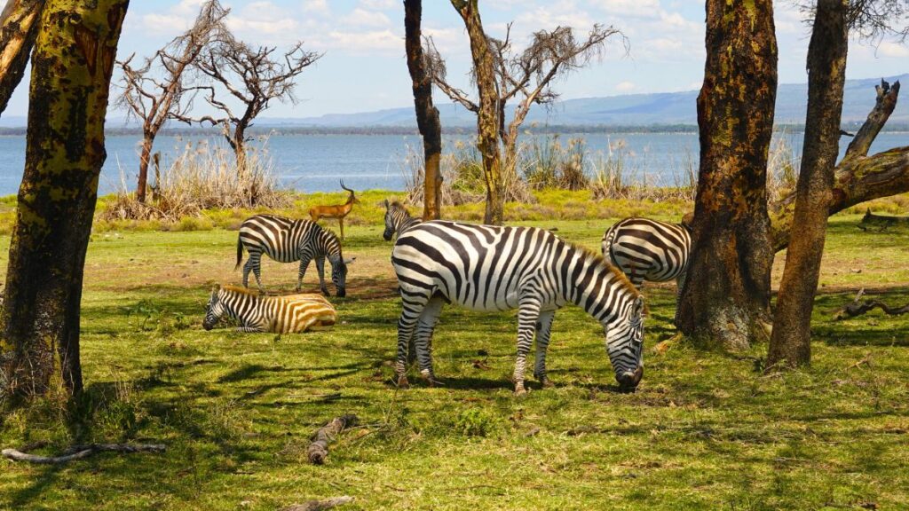 Walk Among Wildlife on Crescent Island in Kenya