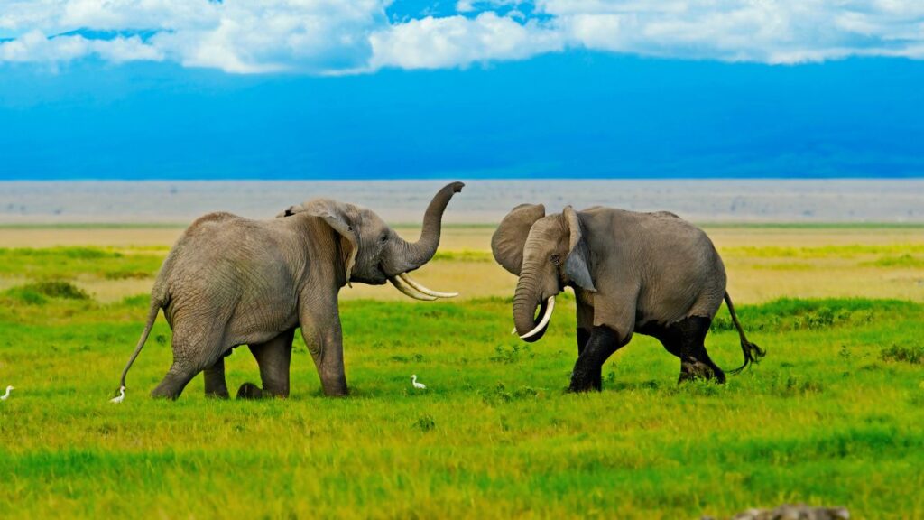 Amboseli: Land of Giants and Kilimanjaro