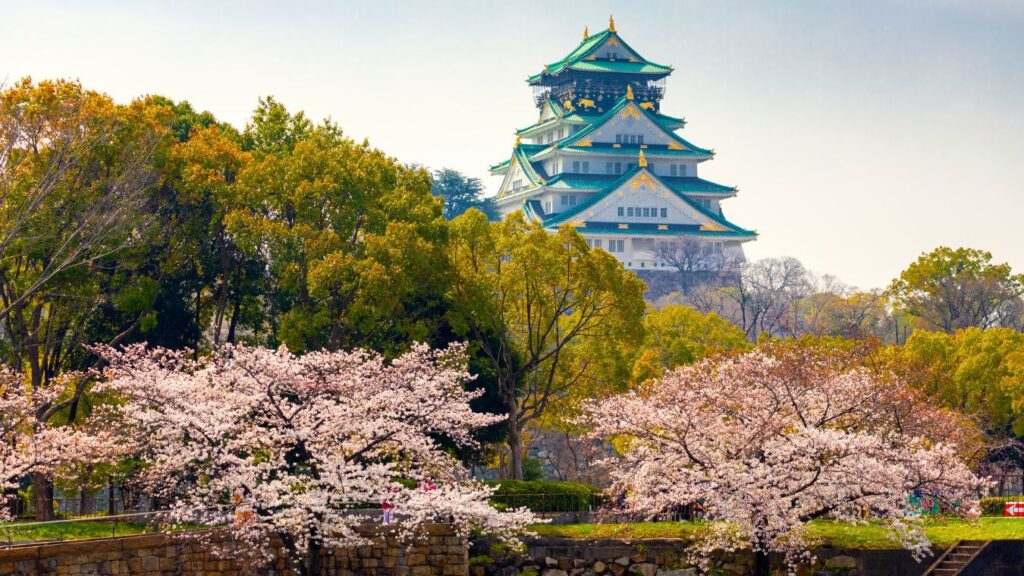 osaka castle sakura blossoms