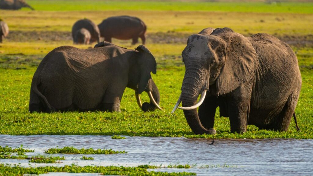 Kenya Elephants Amboseli Park