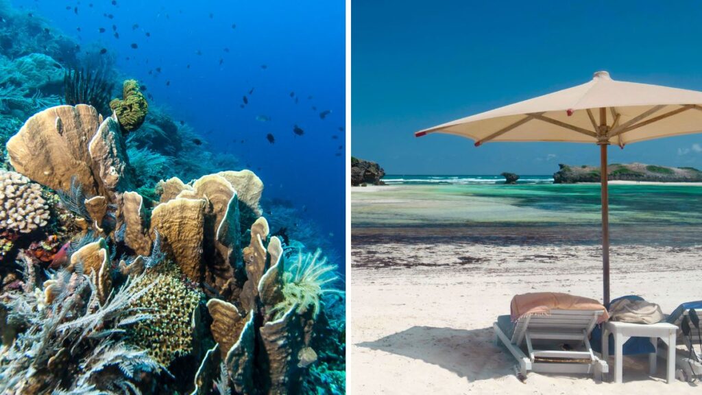 Discover Watamu & Malindi Marine Life
