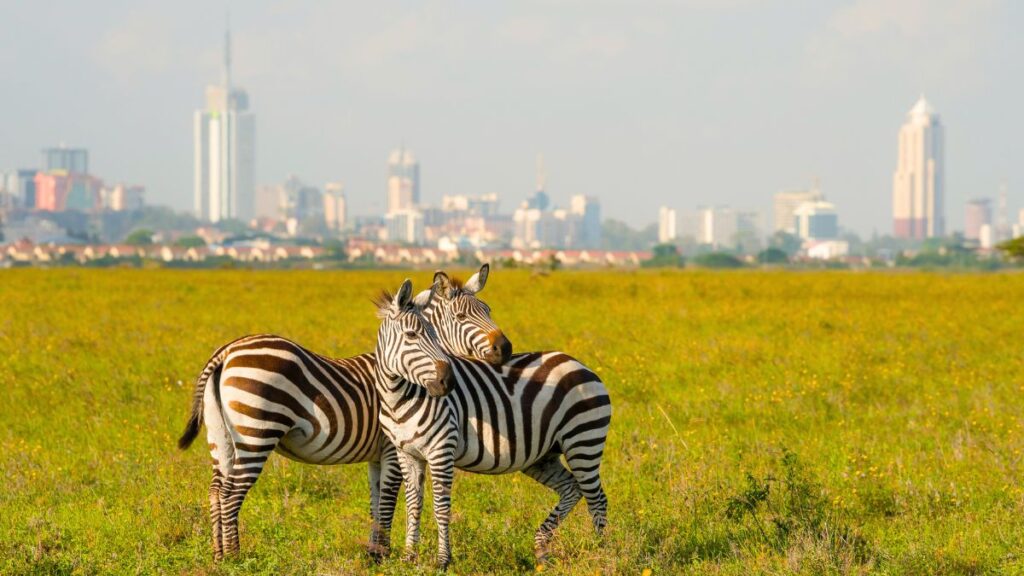 Explore Nairobi National Park's Wildlife