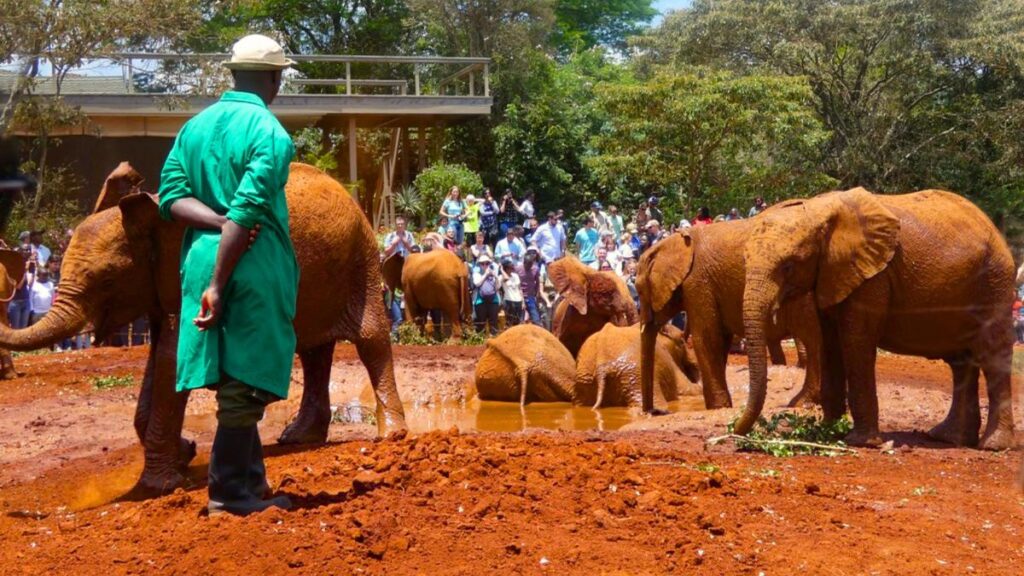 Visit David Sheldrick Wildlife Trust