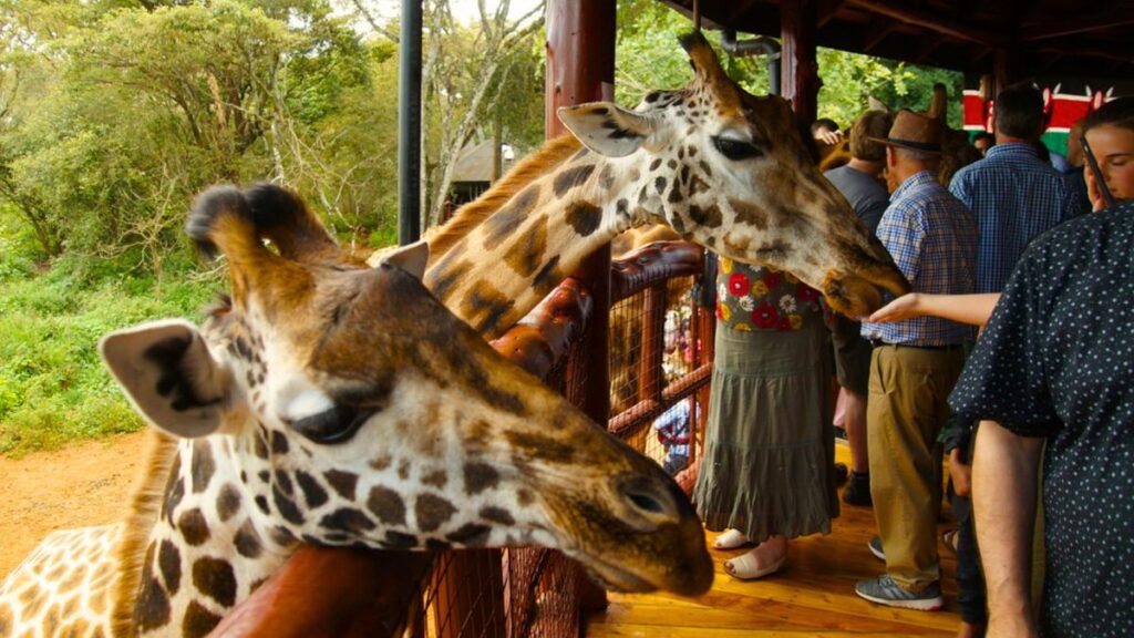 Visit Kenya Interact at the Giraffe Centre