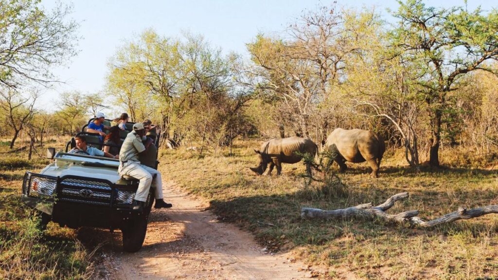 Explore Wildlife and Scenery in Safari Experience