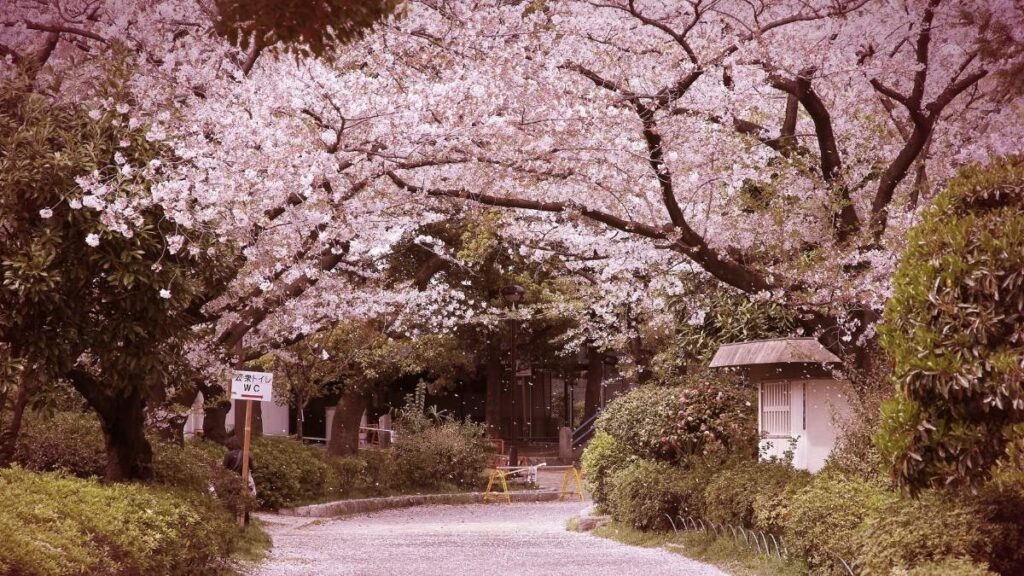 Sakura Blossoms in Japan - Sakura season in Japan