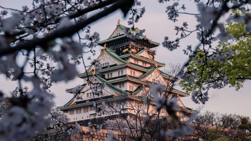 Sakura Blossoms in Japan - Osaka castle is surrounded by Sakura trees