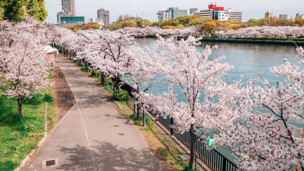 Sakura Blossoms in Japan - Kema Sakuranomiya Park Riverside