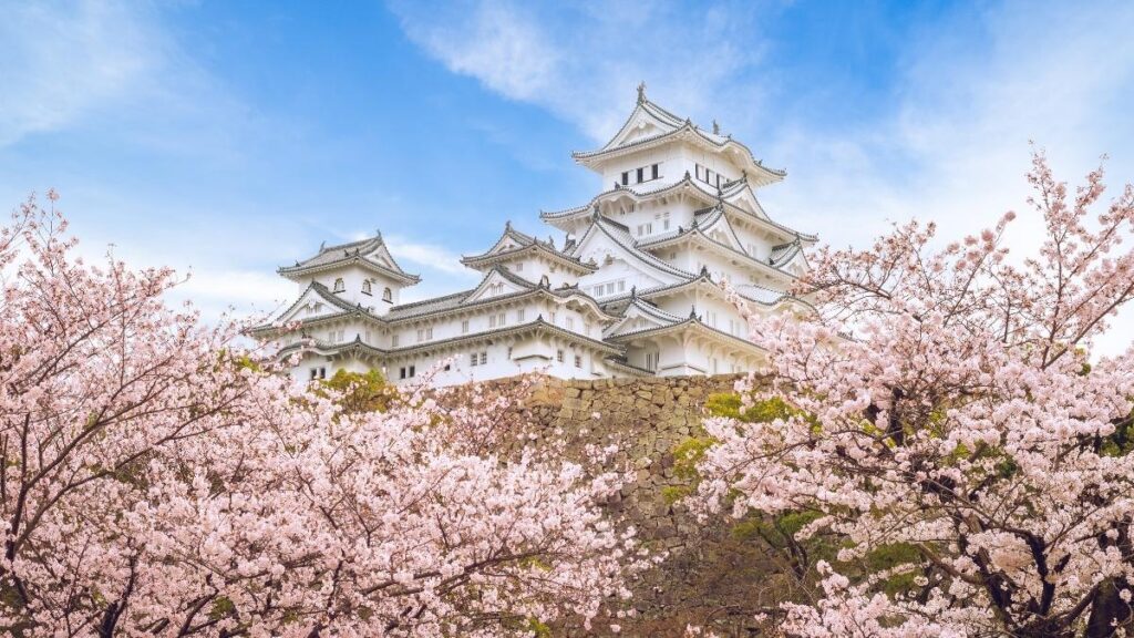 Himeji Castle during Sakura season