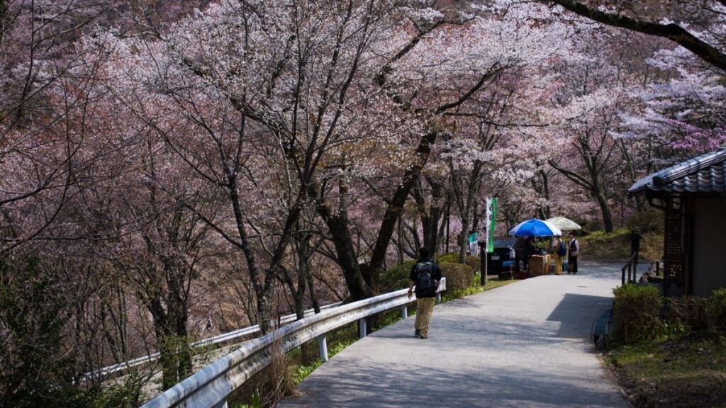 Mt Yoshino is fully covered with cherry blossom trees during Sakura