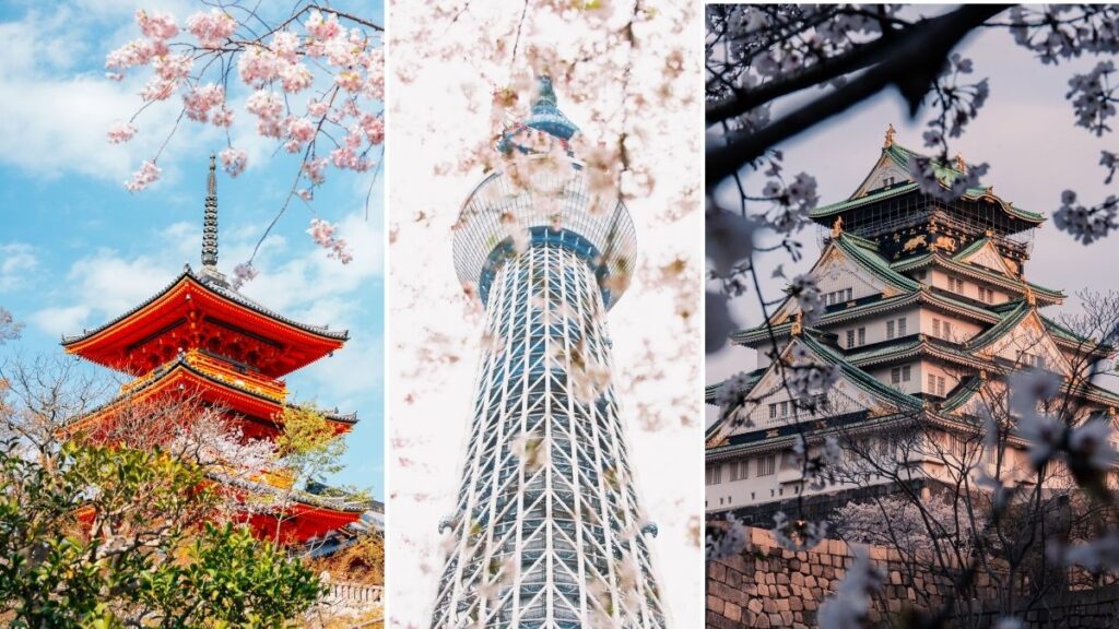 Each region has a different Sakura blooming time!