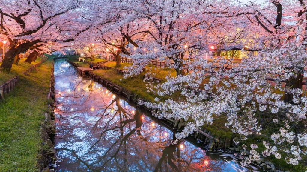 Be creative when photographing cherry blossoms