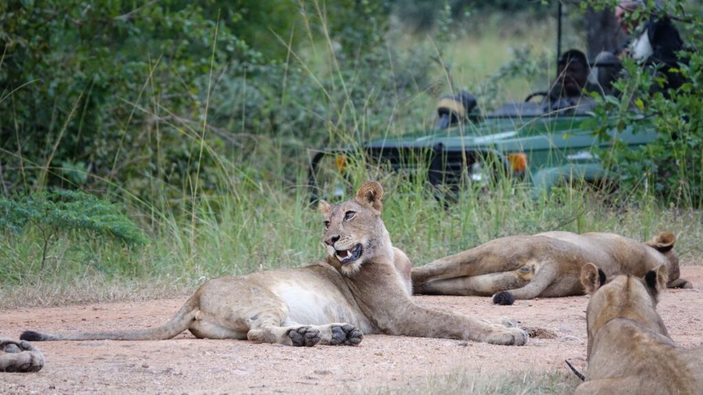 Encouter Big Five during safari trip