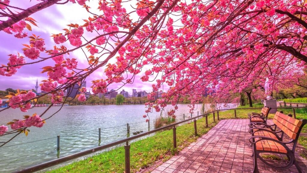 Sakura Blossoms in Japan - A Hanami spot in Ueno Park