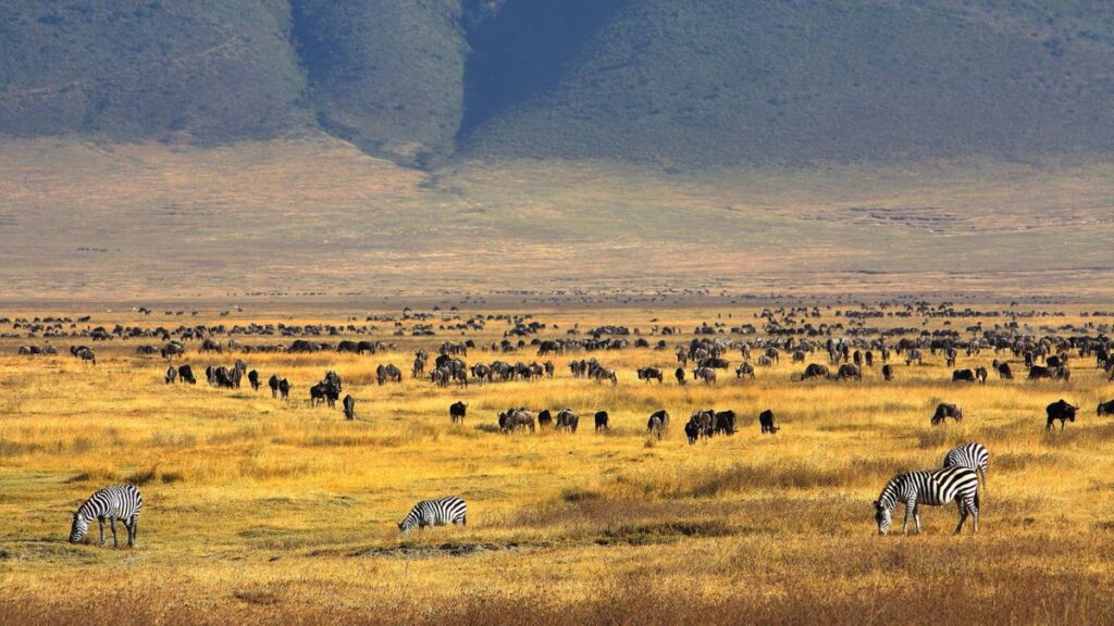 Plan your Safari in Tanzania at Ngorongoro Crater