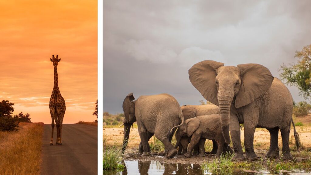 Plan your safari in South Africa at Kruger National Park