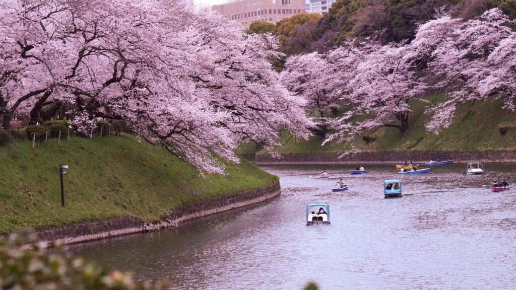 Sakura Blossoms in Japan - Take a boat ride in Chidorigafuchi and enjoy the Sakura trees