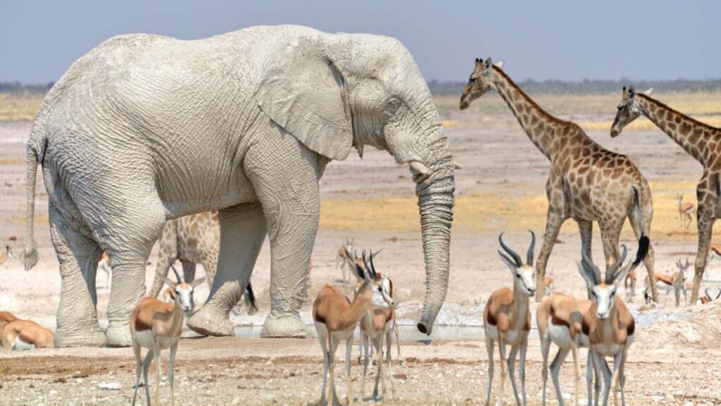Plan your safari in Namibia at Etosha National Park and witness the Great Migration in salt pan landscapes