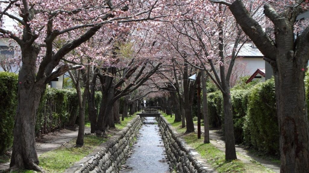 Philosopher’s Path during Sakura season