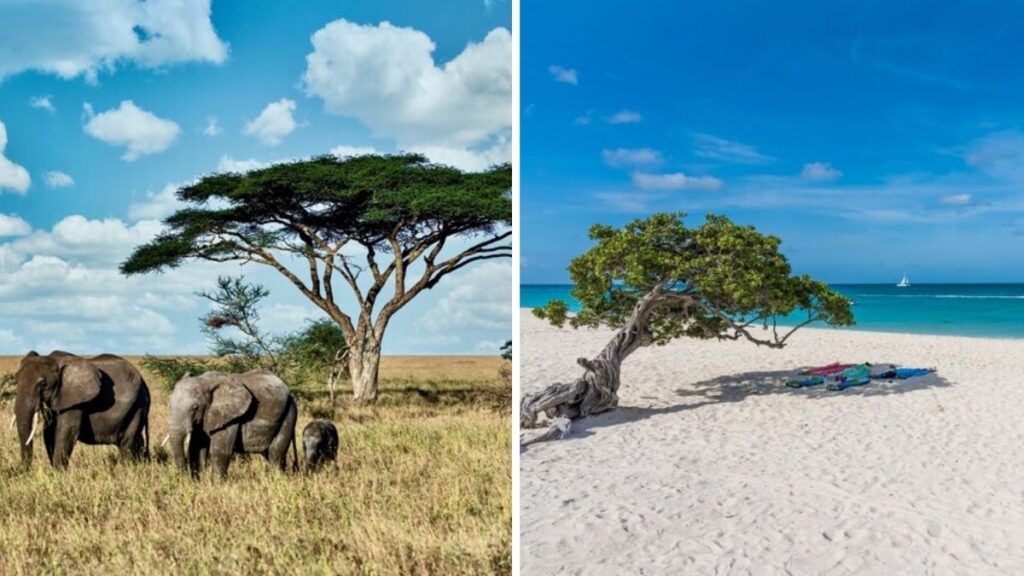 Découvrez le Kenya : Destinations emblématiques et joyaux cachés