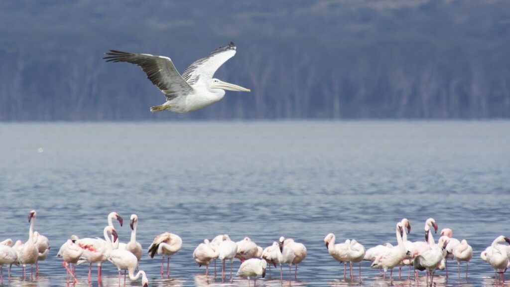 Découvrez la destination emblématique du Kenya, le lac Nakuru, et ses flamants roses.