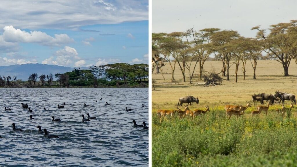 Découvrez les joyaux cachés du Kenya : Lac Naivasha et Crescent Island