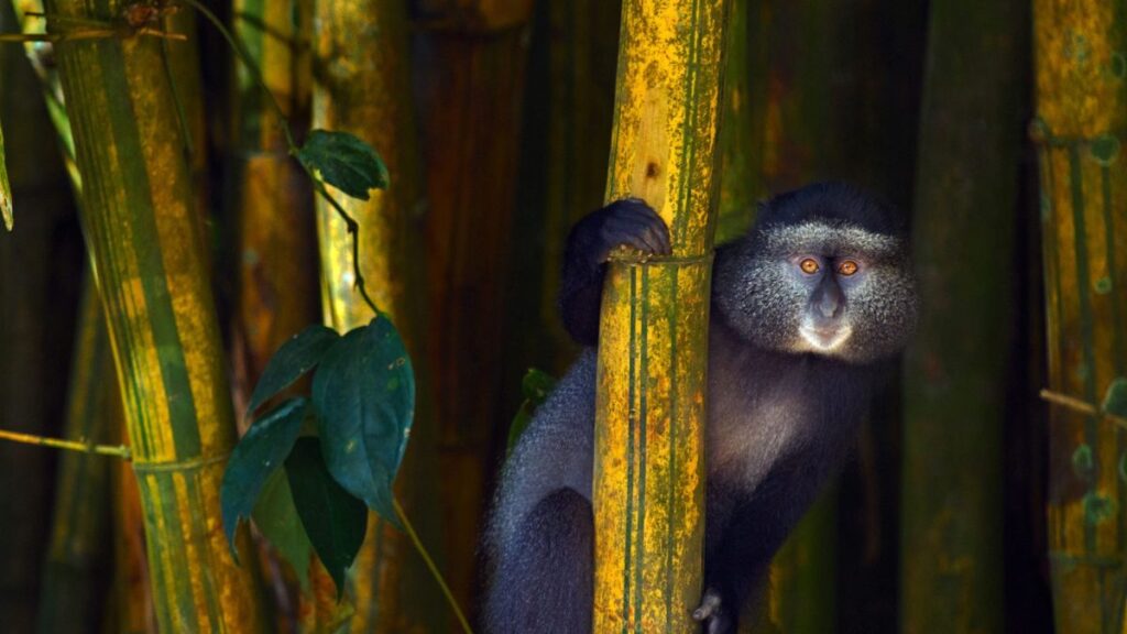 La forêt de Kakamega - un joyau caché qui met en valeur la flore et la faune uniques du Kenya