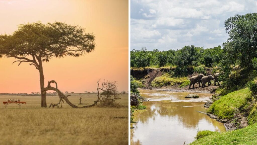 Découvrez les destinations emblématiques -Serengeti et Ol Pejeta Conservancy au Kenya