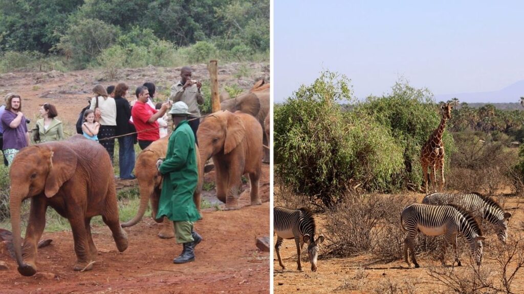 Découvrez le Kenya à travers des destinations emblématiques telles que l'orphelinat des éléphants David Sheldrick et la réserve de Samburu.