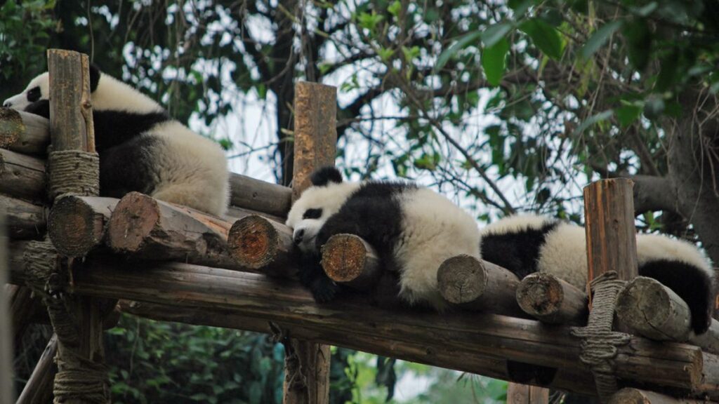 See China's cutest national symbol in Chengdu