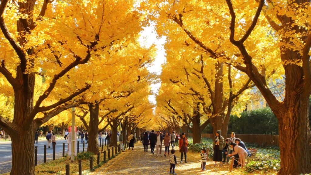 Meiji Jingu Gaien est un lieu pittoresque pour les feuilles d'automne
