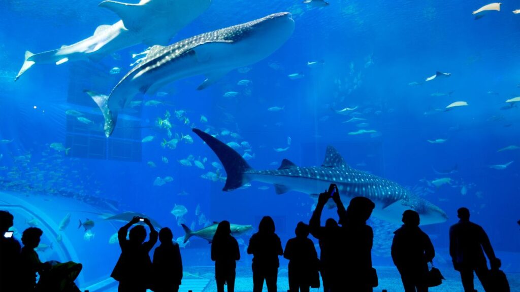 10 atracciones turísticas imprescindibles en Toronto: Ripley's Aquarium of Canada
