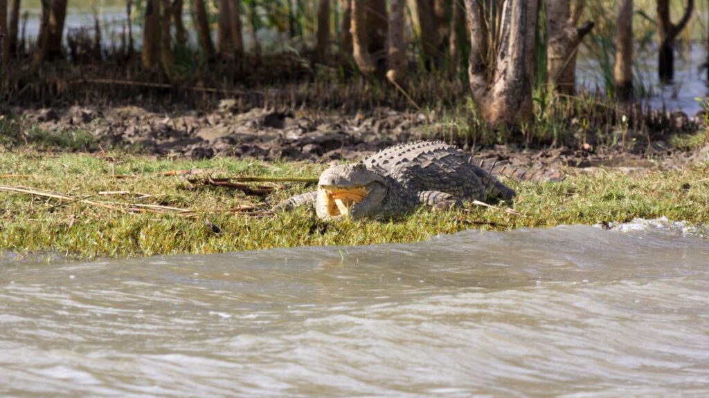 Sites d'attractions en Afrique du Sud - Estuaire de St Lucia