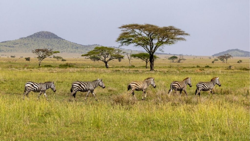 セレンゲティ国立公園、タンザニア