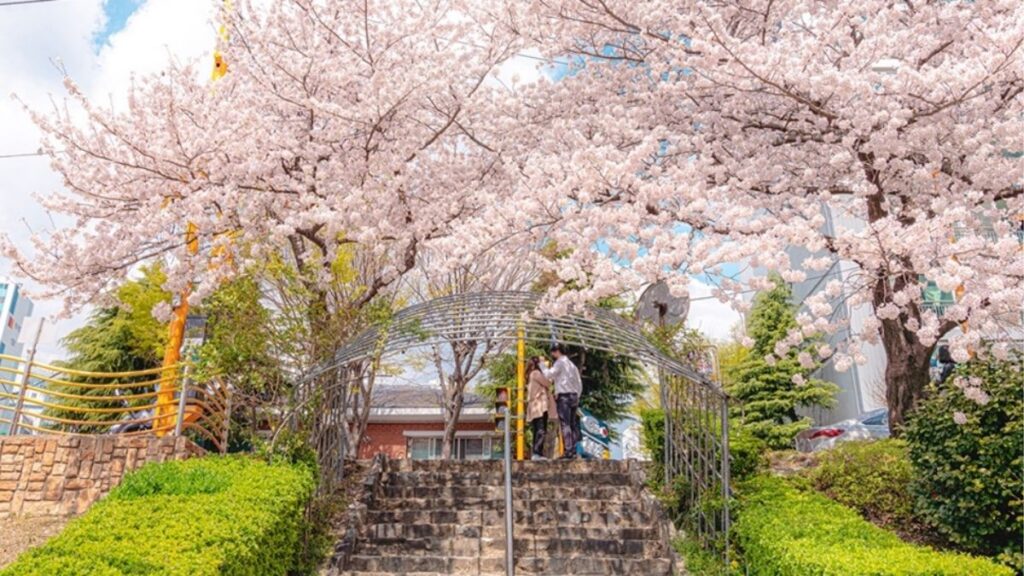 Wo kann man in Südkorea Kirschblüten sehen - Busan mit Küstenatmosphäre