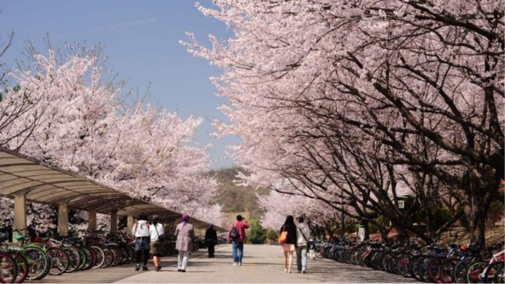 Wo kann man in Südkorea Kirschblüten sehen - das versteckte Juwel, Daejeon
