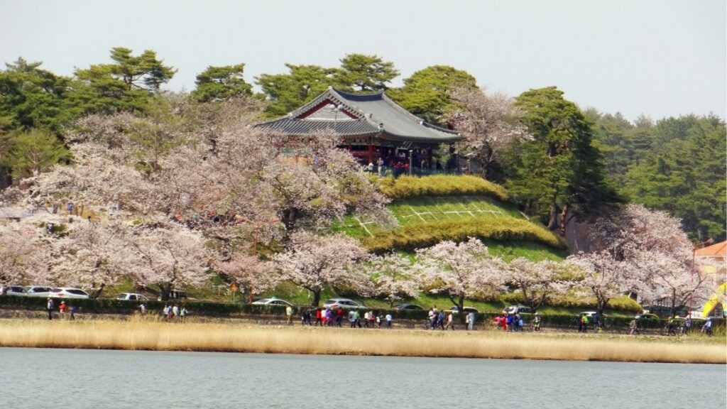 Wo kann man in Südkorea Kirschblüten sehen - Gangneung und der Gyeongpo-See