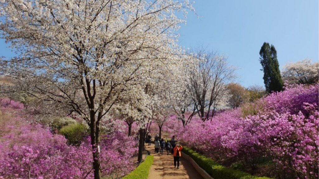 Entdecken Sie ruhige Orte in der Nähe von Seoul, um die Kirschblüte mit Ubigi eSIM-Datentarifen zu bewundern