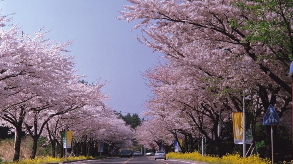 Wo kann man in Südkorea Kirschblüten sehen - Jeju-Stadt blüht immer früh