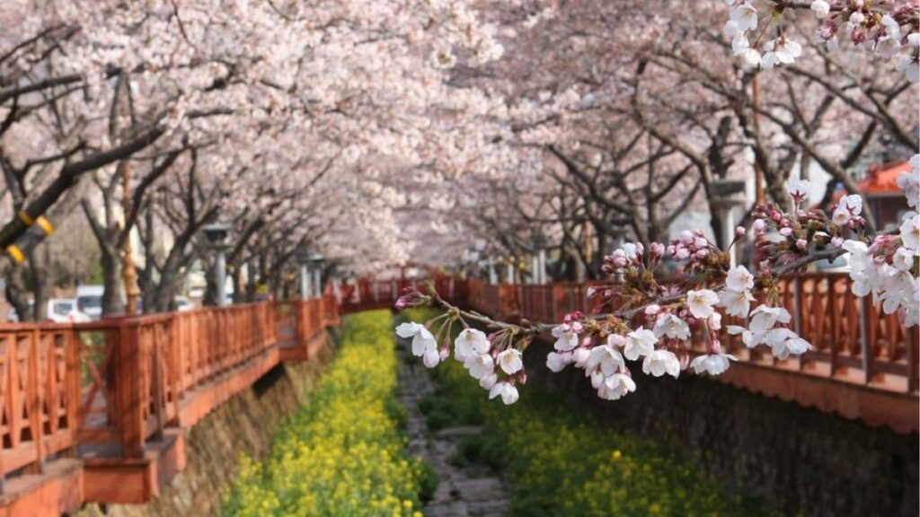Wo kann man in Südkorea Kirschblüten sehen - Jinhae, das ultimative Ziel