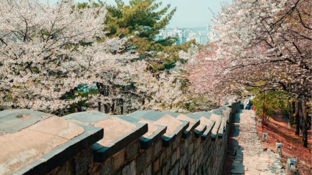 Wo kann man in Südkorea Kirschblüten sehen - Suwon und die Festung Hwaseong