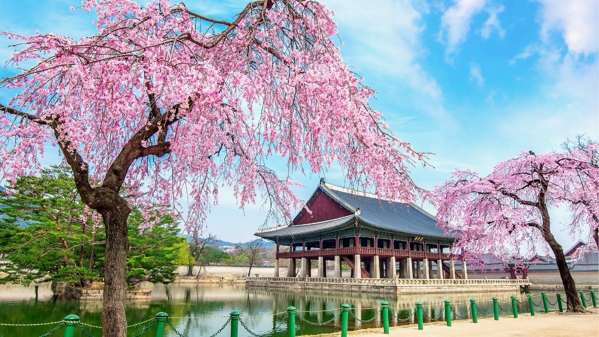 Ubigi Travel blog: Best Places to Experience Cherry Blossoms in South Korea