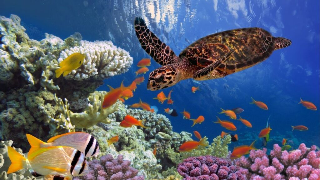 Faits sur le Blue Hole d'Égypte - Profitez des récifs du Blue Hole en Egypte avec les forfaits Ubigi eSIM