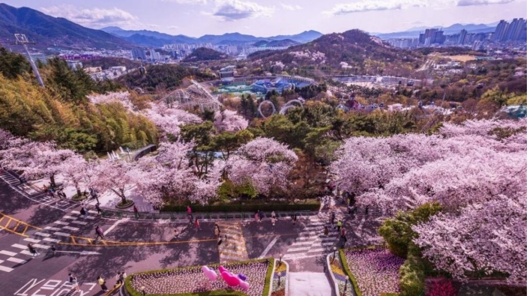 Wo kann man in Südkorea Kirschblüten sehen - E-world in Daegu